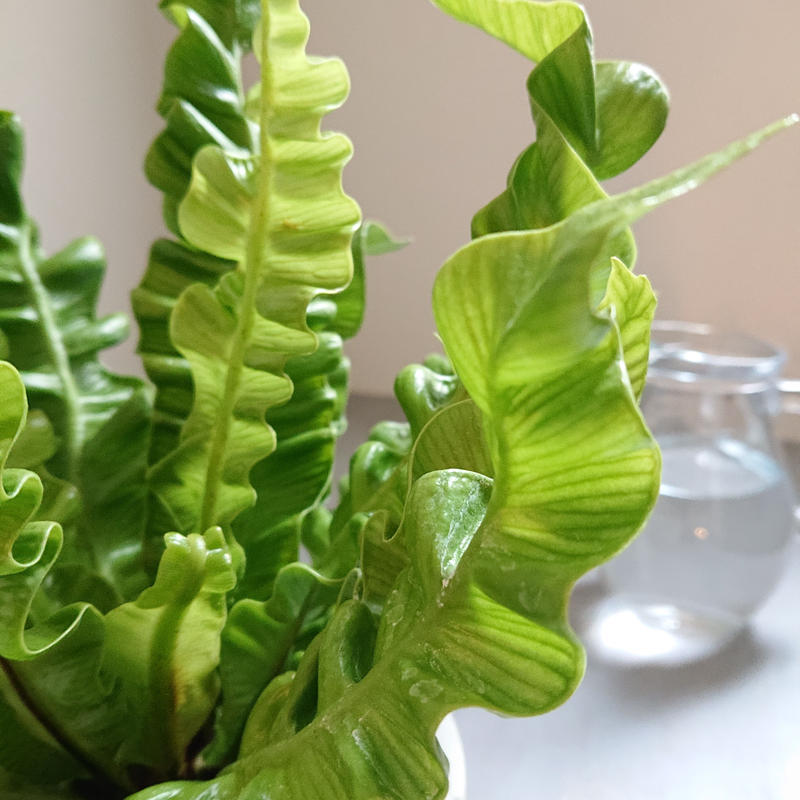 限定 国際園芸最優秀受賞 アスプレニウム エメラルドウェーブ 鉢付き オランダ クリス