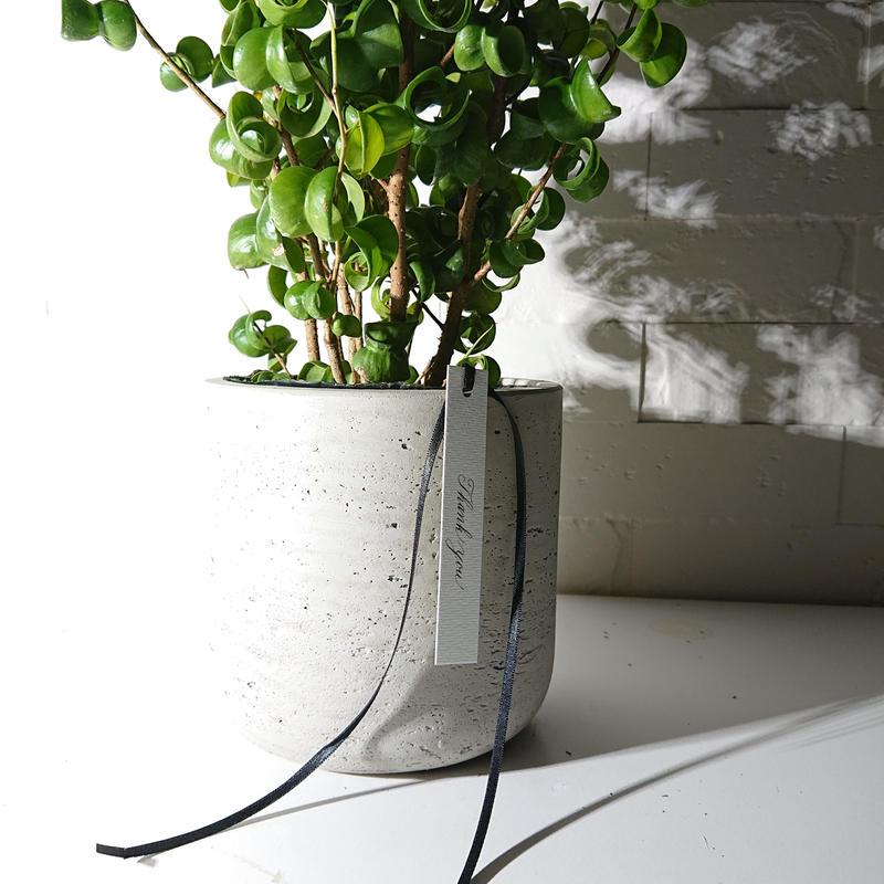 数量限定 フィカス ベンジャミンバロック 鉢カバー付き オランダ 観葉植物 おしゃれ