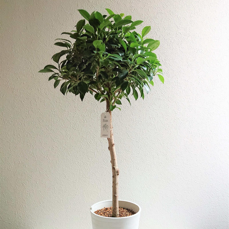数量限定 新作 希少 フィカス ナナ 鉢カバー付 Whiteプラ鉢 観葉植物 植木