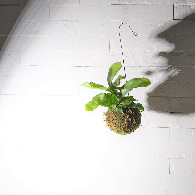 数量限定 再販 ミニコウモリランの苔玉 ワイヤー吊り玉 ミニタイプ コウモリラン ビカ