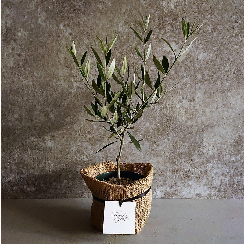 数量限定 ギフト プレゼント オリーブ 観葉植物 Berries Online Shop