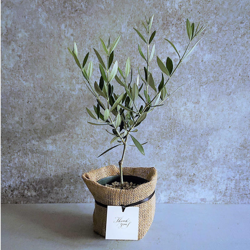 数量限定 ギフト プレゼント オリーブ 観葉植物 Berries Online Shop