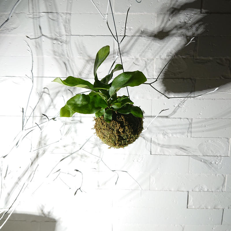 数量限定 再販 ミニコウモリランの苔玉 ワイヤー吊り玉 ミニタイプ コウモリラン ビカ