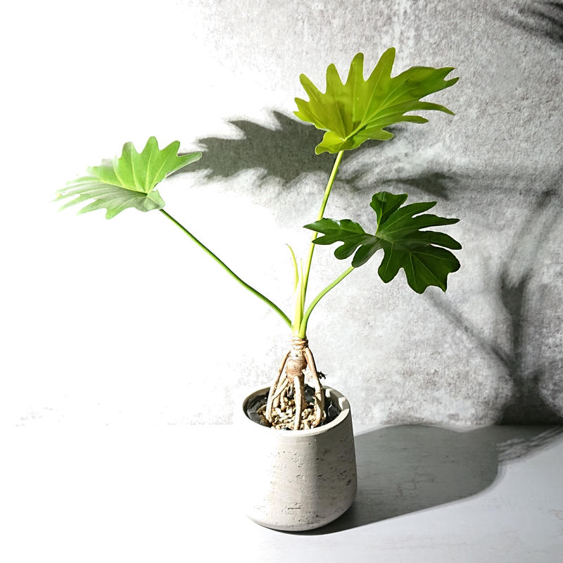 セローム 根上がり Berries Online Shop