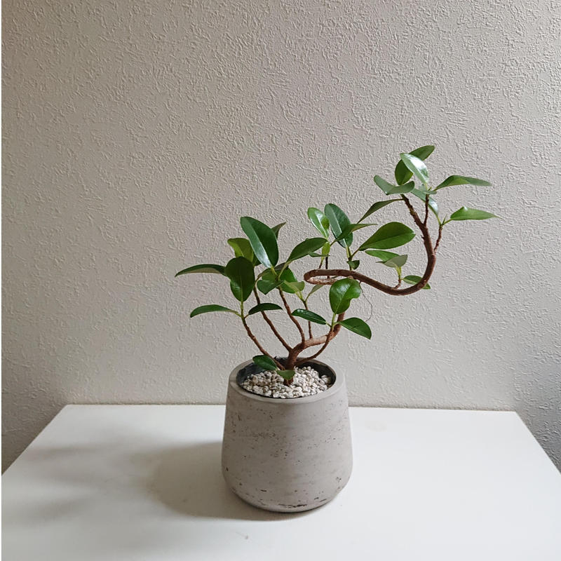 限品 希少 フィカスルビギノーサ フランスゴムの木 鉢カバー付き オランダ 観葉植物 ゴ