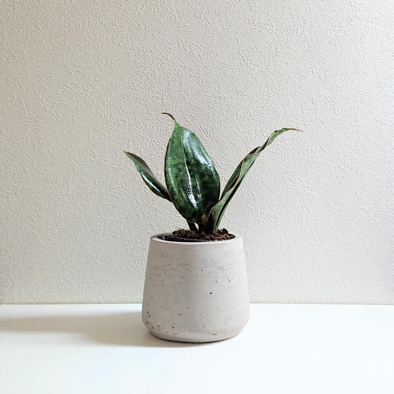 数量限定 希少 サンスベリア マッソニアーナ 鉢カバー付き オランダ 観葉植物 マッソ