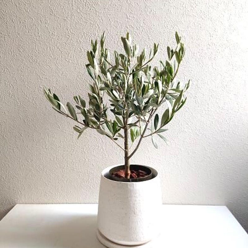 数量限定 新作 ギフト プレゼント 希少 オリーブの木 鉢 受け皿セット ホワイト シルバ