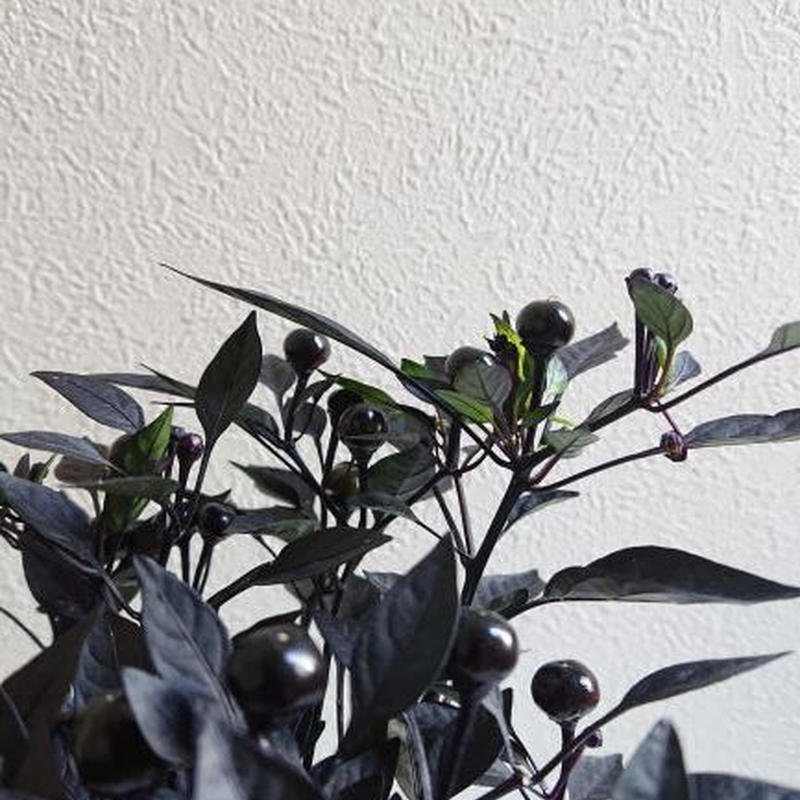 数量限定 ブラックパール 鉢カバー付き オランダ 観葉植物 黒葉 唐辛子 おしゃれ モ