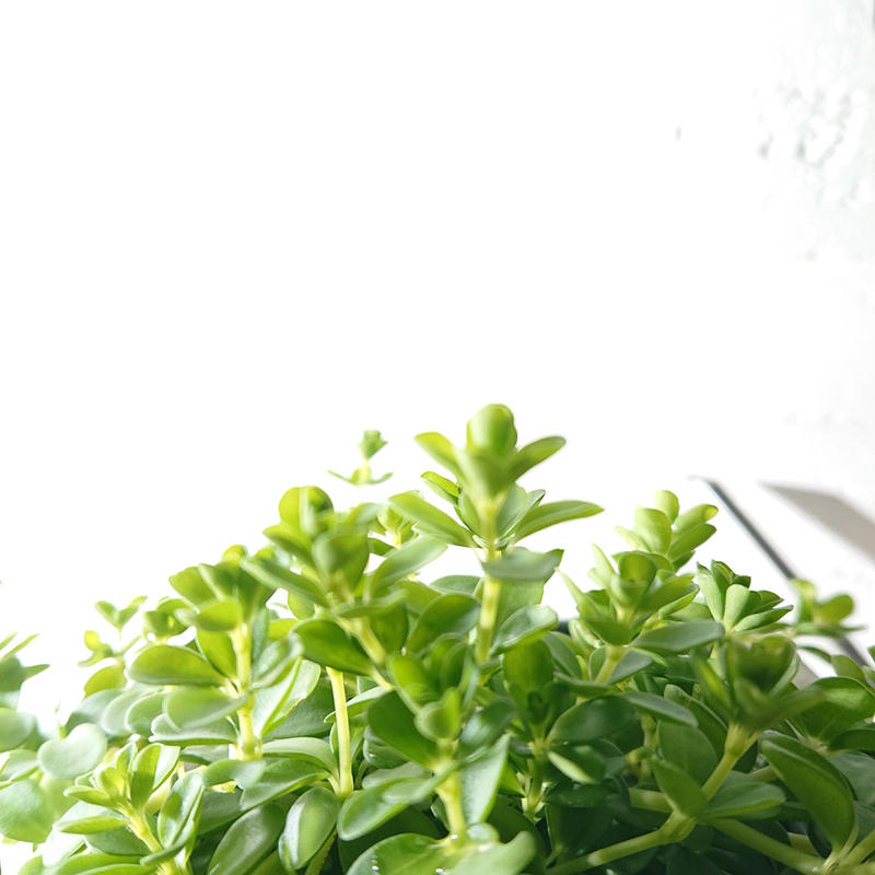 数量限定 新作 ギフト プレゼント ペペロミア イザベラ スクエアアッシュグレー鉢 受け皿