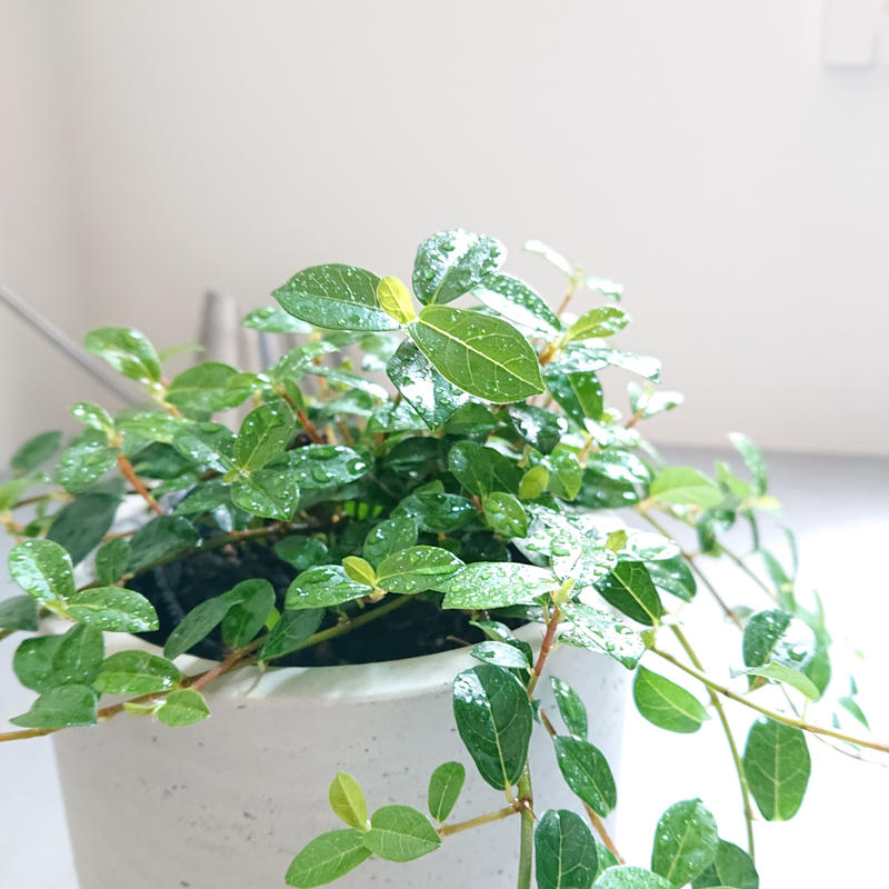 数量限定 フィカスシャングリラ 鉢カバー付 オランダ 観葉植物 植木鉢 グレー つる