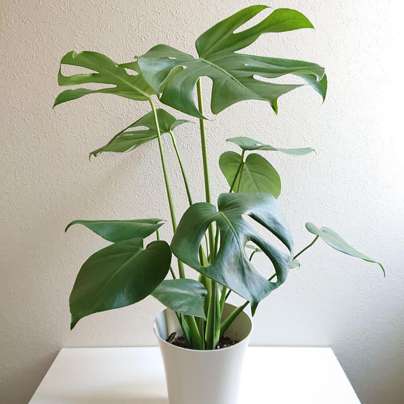 数量限定 新作 モンステラ 6号size White鉢付き 観葉植物 モンステラ 人気