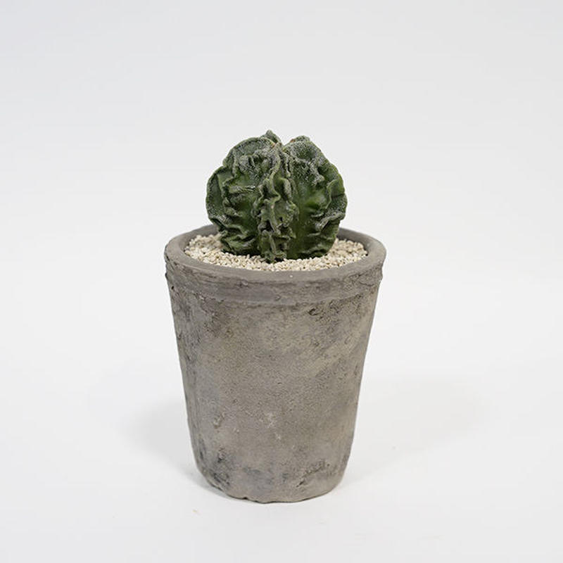 アストロフィツム 複隆ランポー玉 Viv La Plante