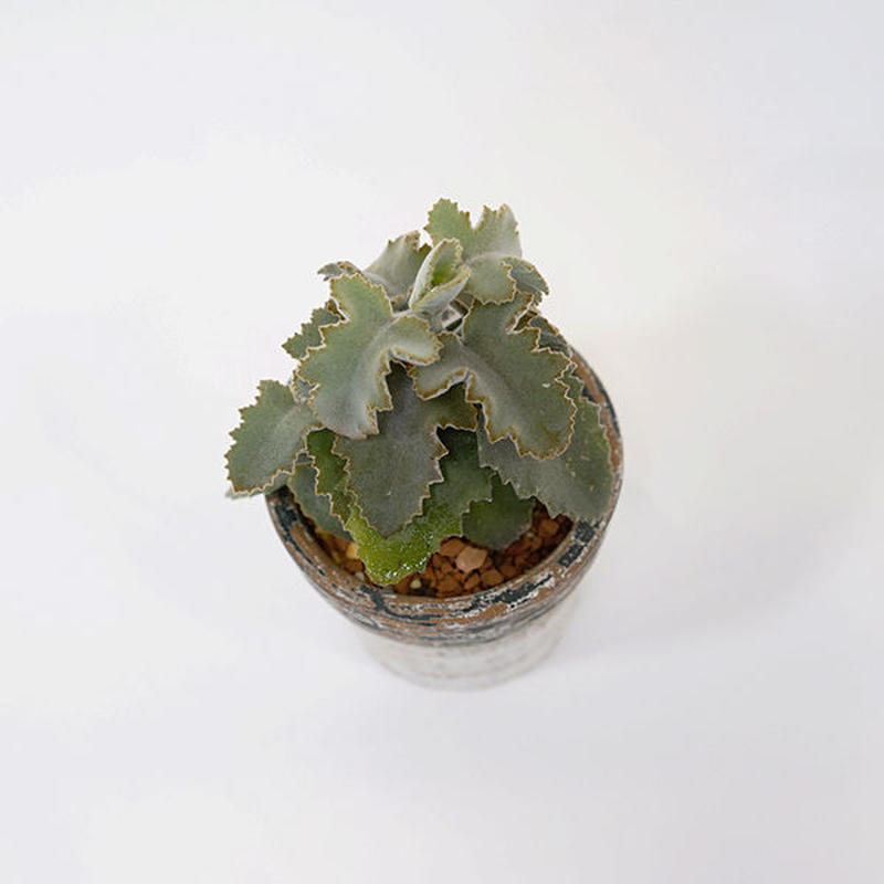 カランコエ ベハレンシス Viv La Plante