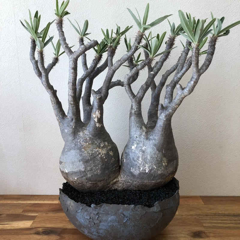 高品質 パキポディウム グラキリス (発根済み) - 植物/観葉植物