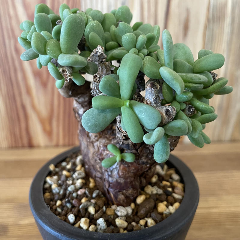 送料無料】 SALE！ 発根済み 特大 現地株 植物 ケラリア 他店圧倒価格