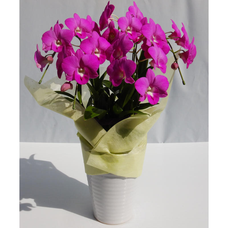 デンファレ5本立ち 写真の花色はイメージです アイテム説明要確認 和饗エコファーム