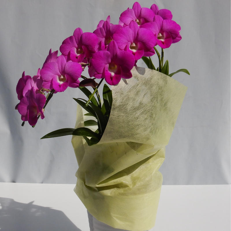 デンファレ5本立ち 写真の花色はイメージです アイテム説明要確認 和饗エコファーム