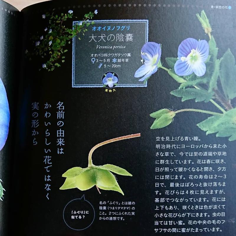 美しき小さな雑草の花図鑑 わおん書房online Shop