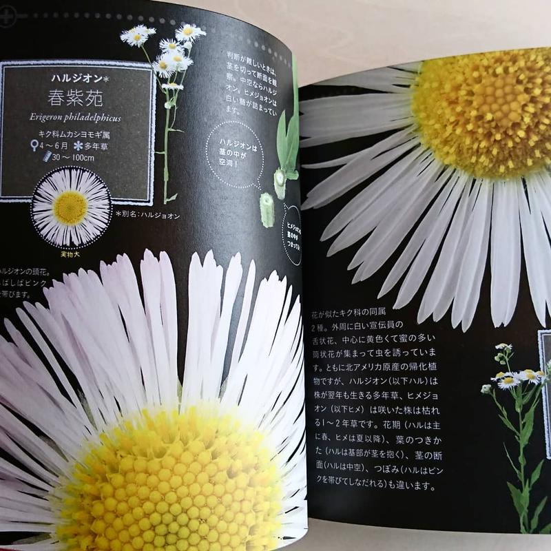 美しき小さな雑草の花図鑑 わおん書房online Shop