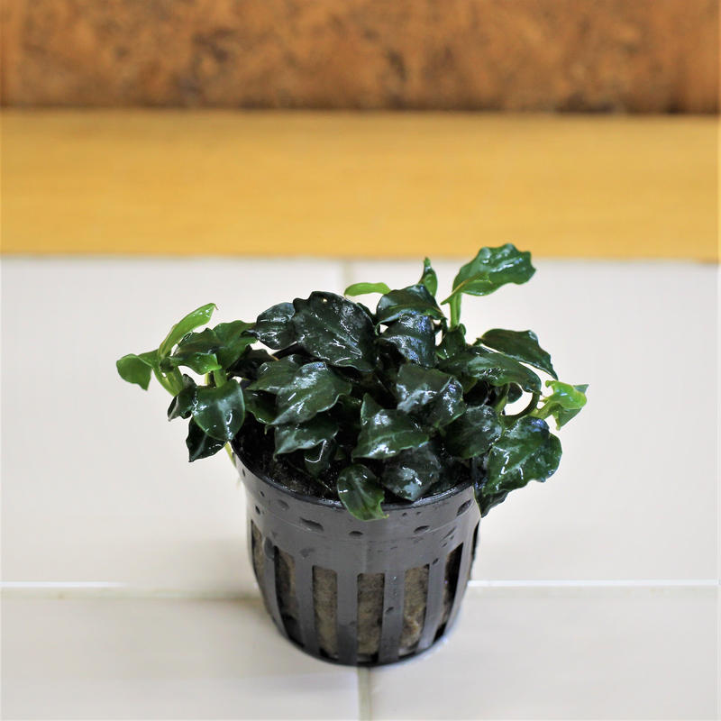 タイ便アヌビアス ナナ ダークエンジェル 1ポット Water Plants Lover