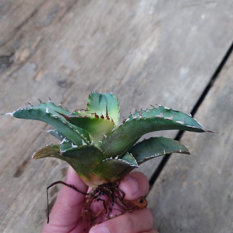 アガベ チタノタ サンバースト 4 Agave Titanota Sunburst My