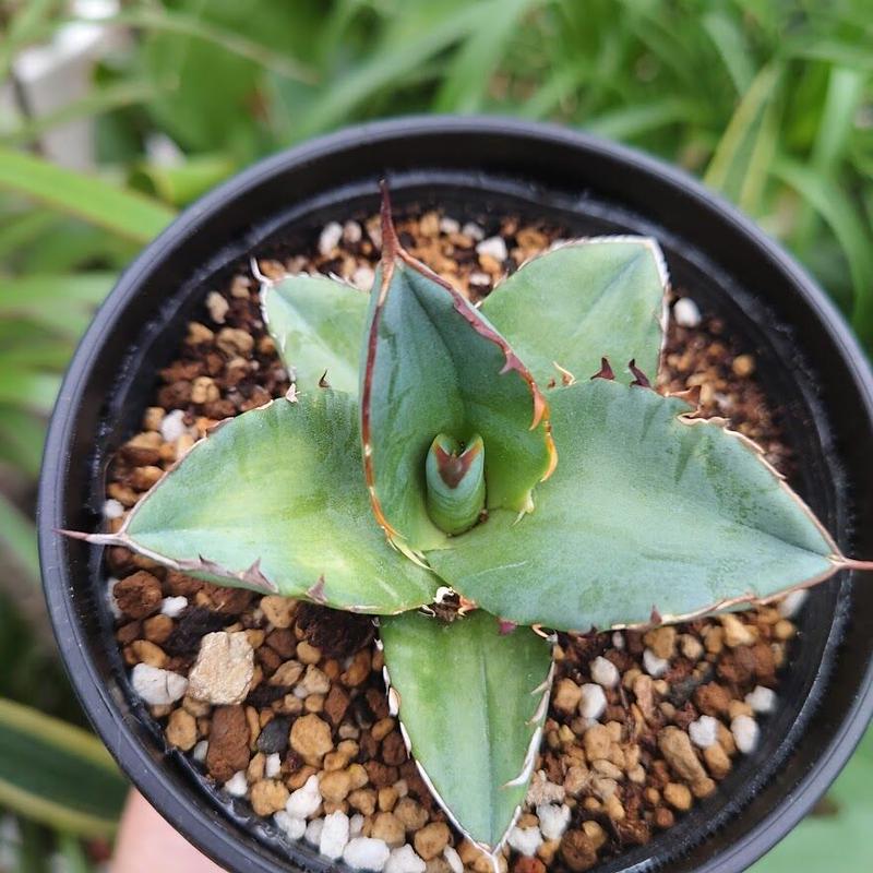 アガベ チタノタ 12 Agave titanota【送料一律500円】 | My-Favth...
