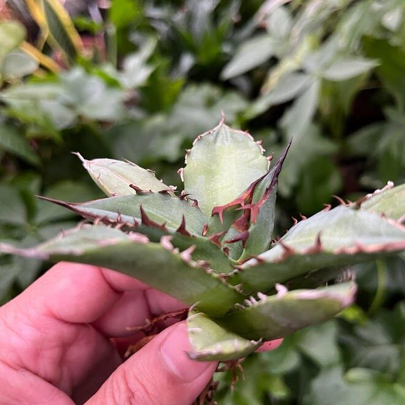 超目玉 【goodtaniku】アガベ 激稀少苗 レッドゴースト 赤鬼 | www