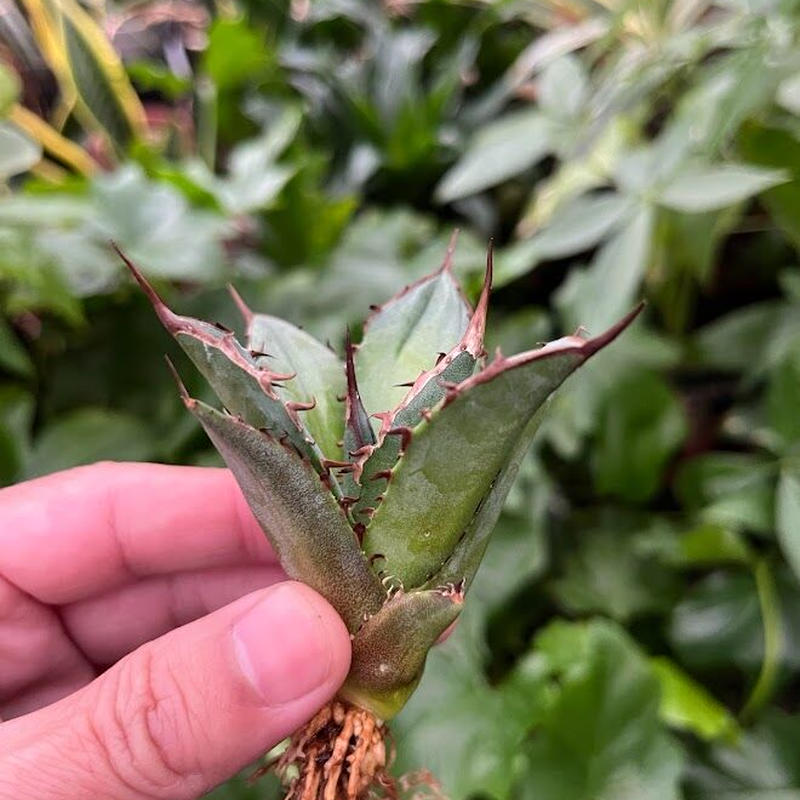 超目玉 【goodtaniku】アガベ 激稀少苗 レッドゴースト 赤鬼 | www