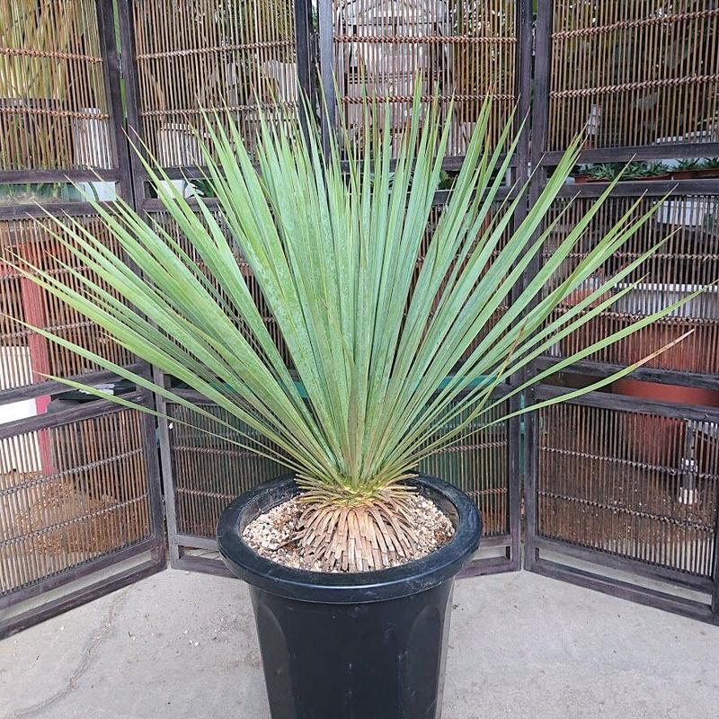 ユッカ ロストラータ Yucca Rostrata 希少種 送料無料 My Favth