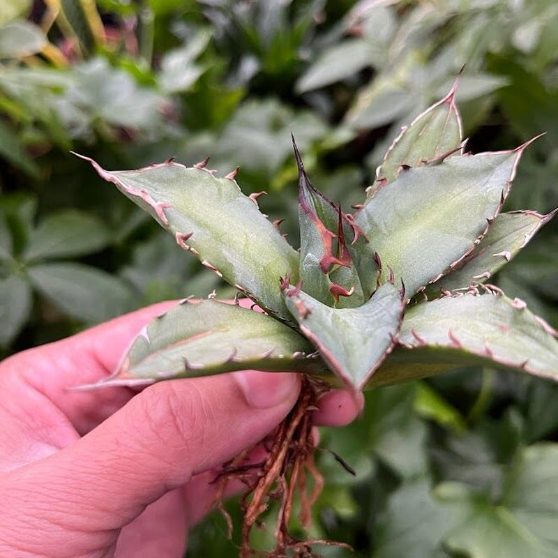 超目玉 【goodtaniku】アガベ 激稀少苗 レッドゴースト 赤鬼 | www