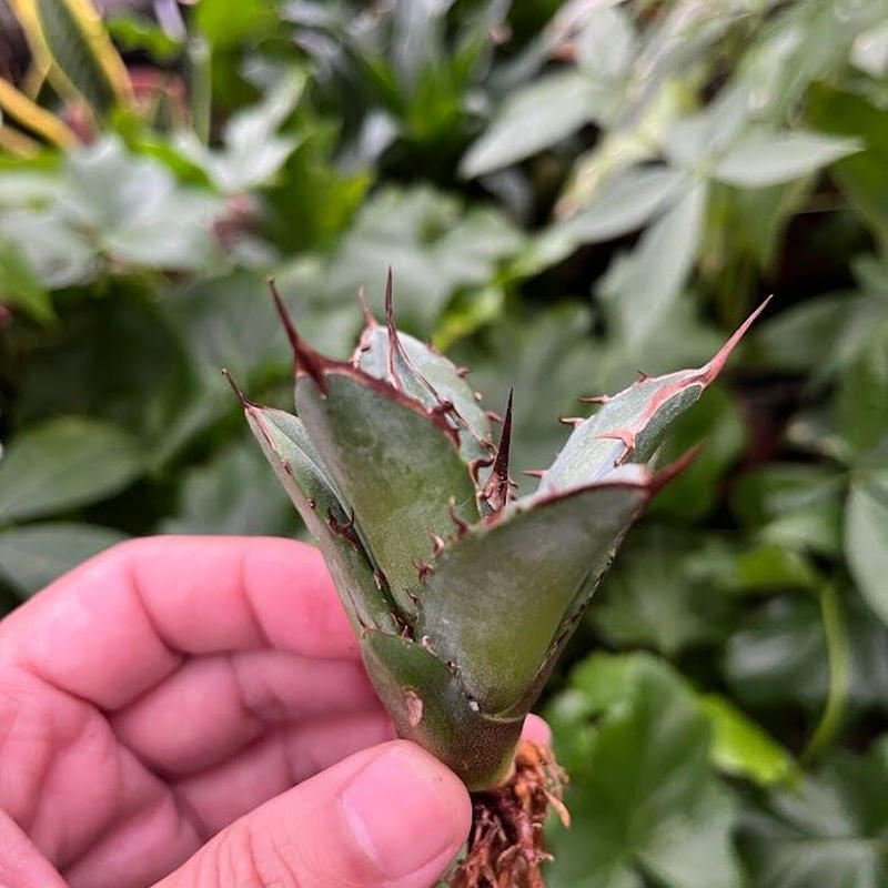 超目玉 【goodtaniku】アガベ 激稀少苗 レッドゴースト 赤鬼 | www