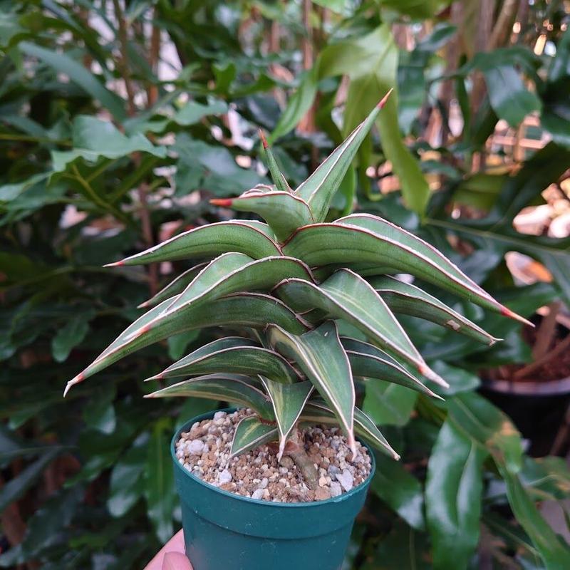 サンスベリア ラヴラノス Sansevieria Lav 斑入り M