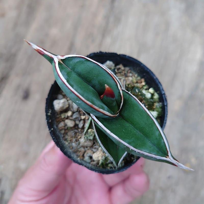サンスベリア ロリダ 斑入り S.Rorida Variegated 2