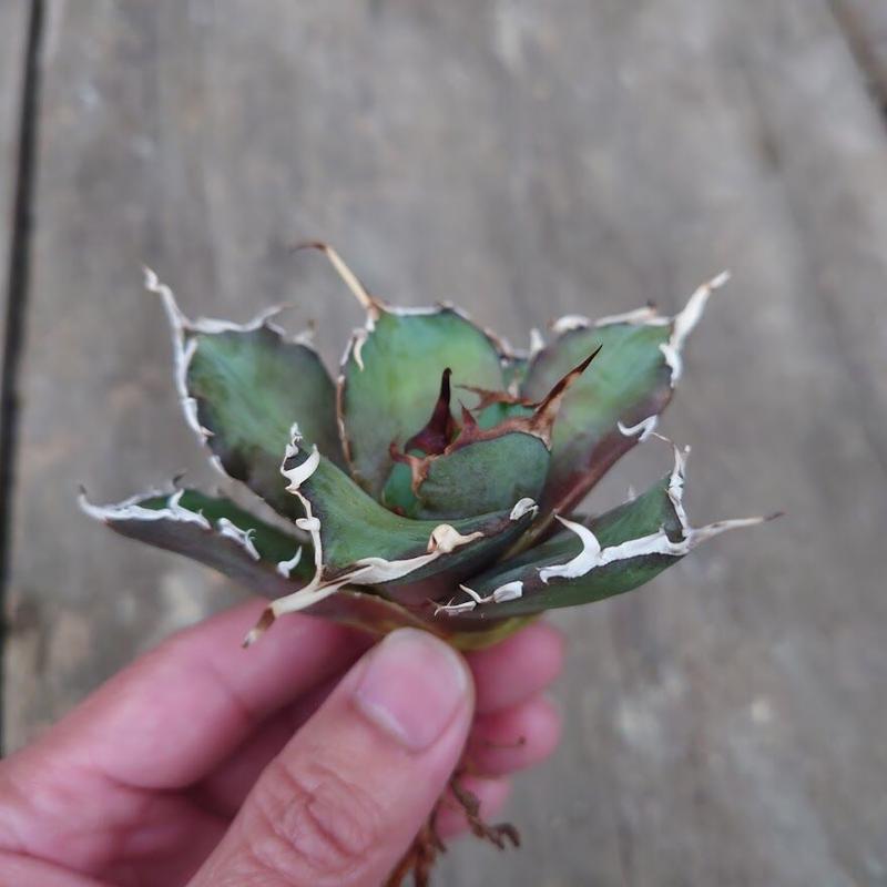 アガベ チタノタ 白鯨 1 Agave Titanota White Whale My F