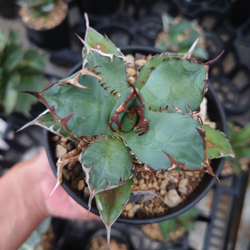 アガベ チタノタ 黒鯨 1 Agave titanota black whale | My-F... アガベ チタノタ 黒鯨 1 Agave titanota black whale | My-F...