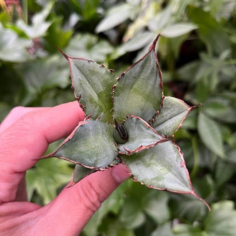 超目玉 【goodtaniku】アガベ 激稀少苗 レッドゴースト 赤鬼 | www