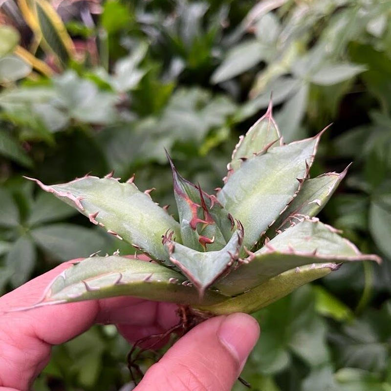 超目玉 【goodtaniku】アガベ 激稀少苗 レッドゴースト 赤鬼 | www