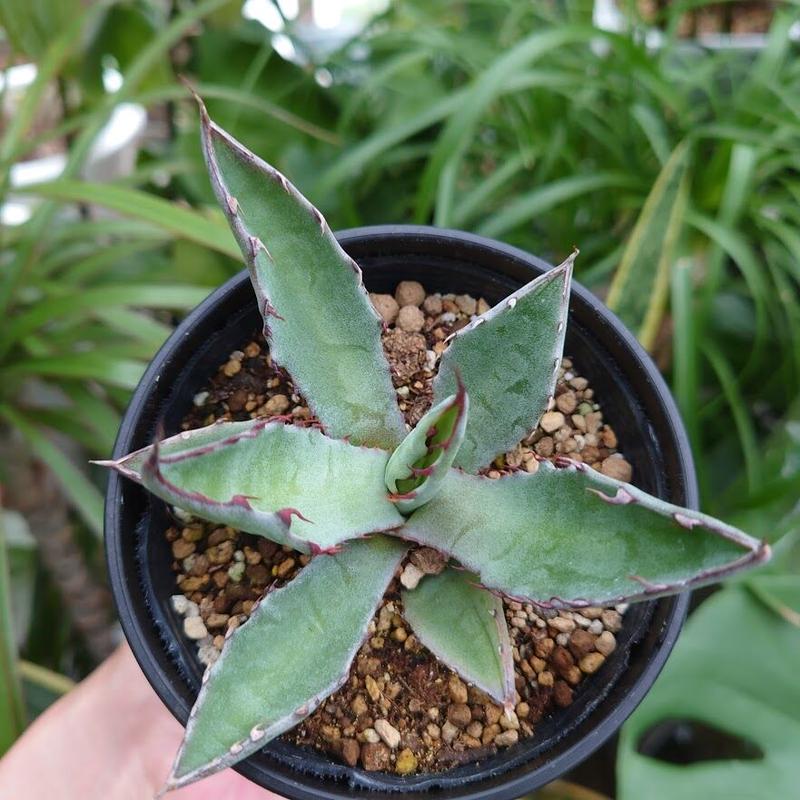 アガベ サルミアナ フェロックス 2 Agave Salmiana Ferox 送料一律50 アガベ サルミアナ フェロックス 2 Agave Salmiana Ferox 送料一律50