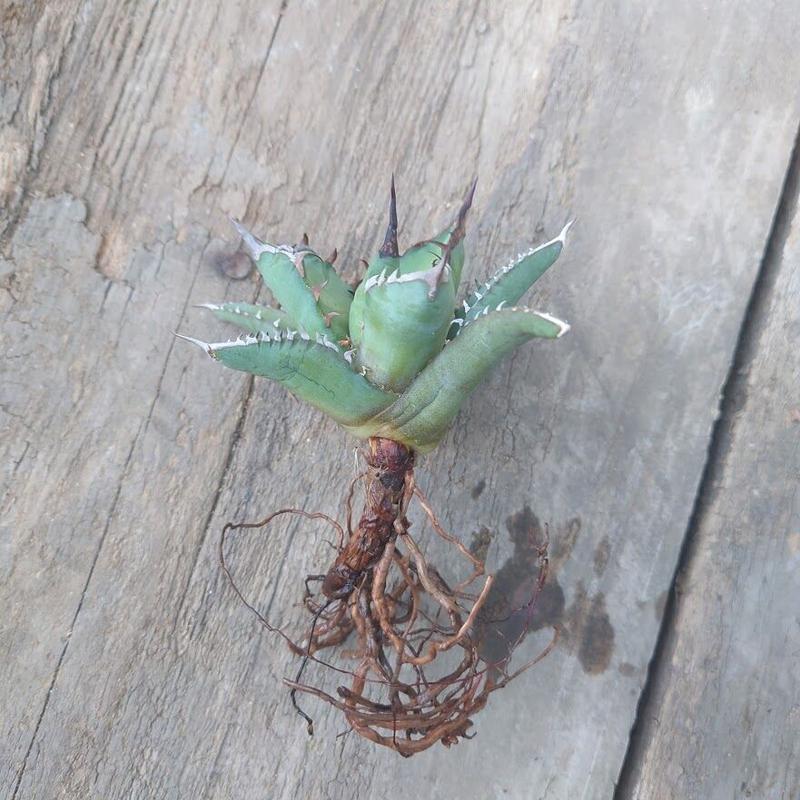 アガベ チタノタ 姫厳龍 2 Agave Titanota Dwarf My Favthings アガベ チタノタ 姫厳龍 2 Agave Titanota Dwarf My Favthings
