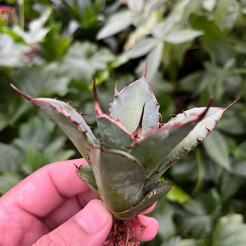 超目玉 【goodtaniku】アガベ 激稀少苗 レッドゴースト 赤鬼 | www