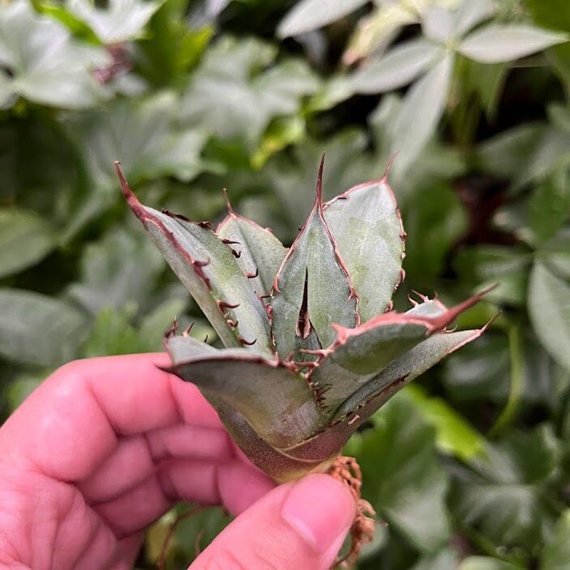 超目玉 【goodtaniku】アガベ 激稀少苗 レッドゴースト 赤鬼 | www