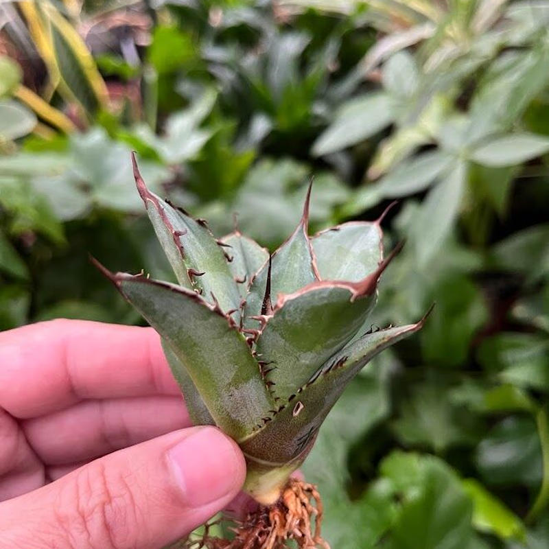 超目玉 【goodtaniku】アガベ 激稀少苗 レッドゴースト 赤鬼 | www