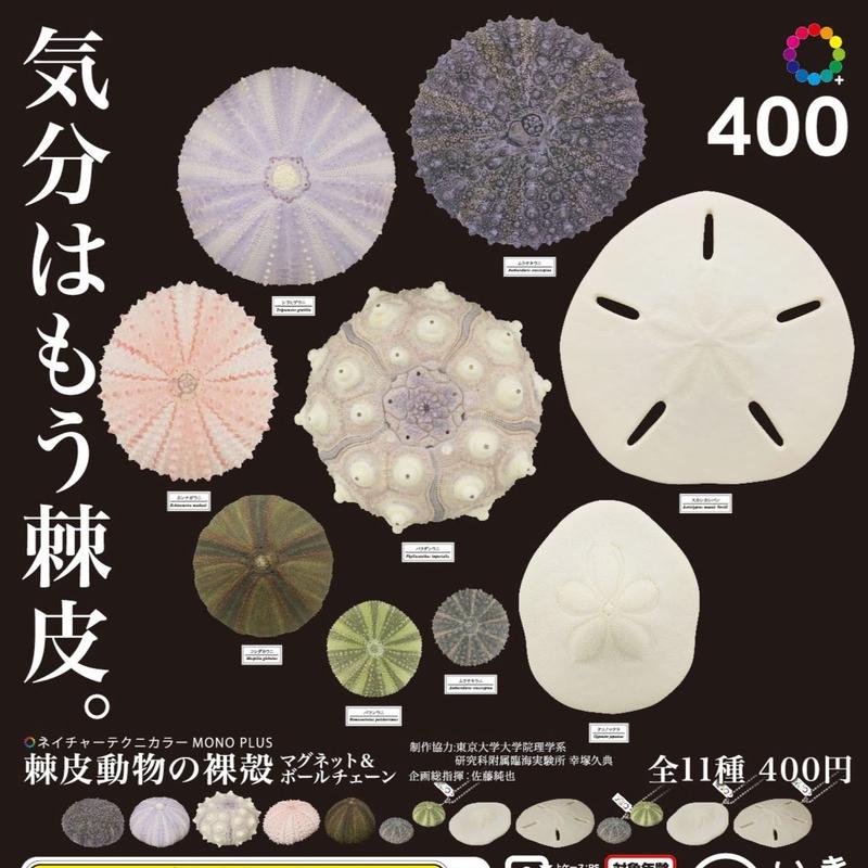 Mono 棘皮動物の裸殻 ボールチェーン マグネット 株式会社いきもん Webストア