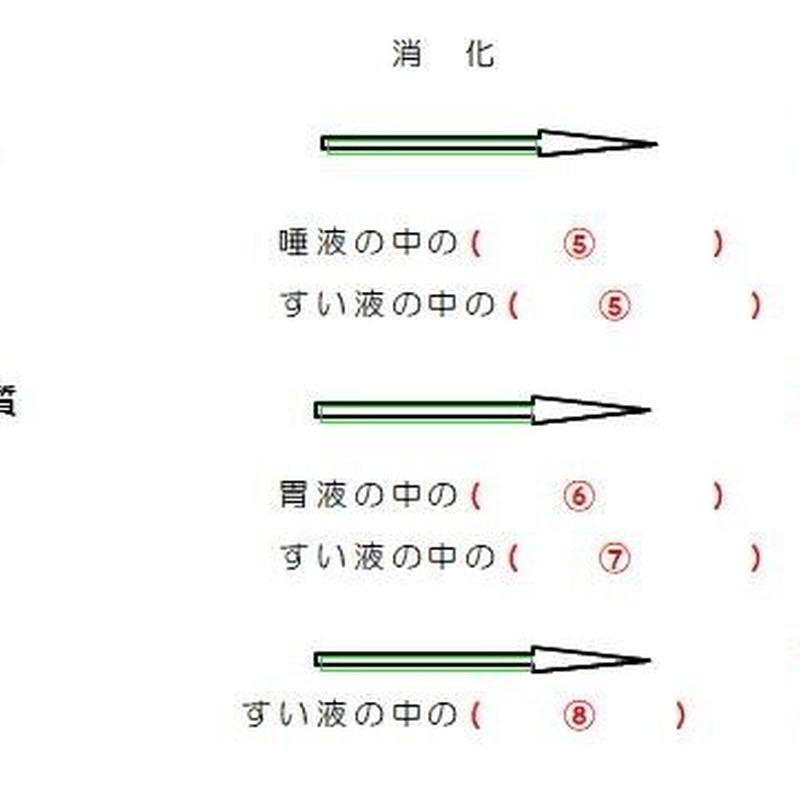 消化酵素とその働きを覚える We Love Science