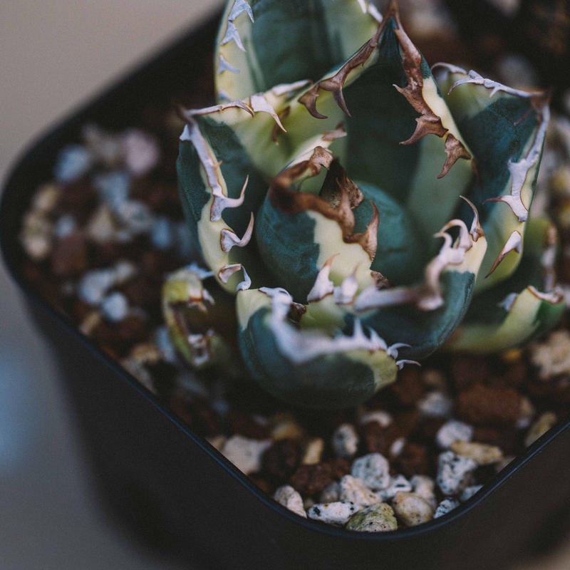 アガベ チタノタ 暴牙 白覆輪 スナグルトゥース 厳竜 台湾輸入株 発根済み