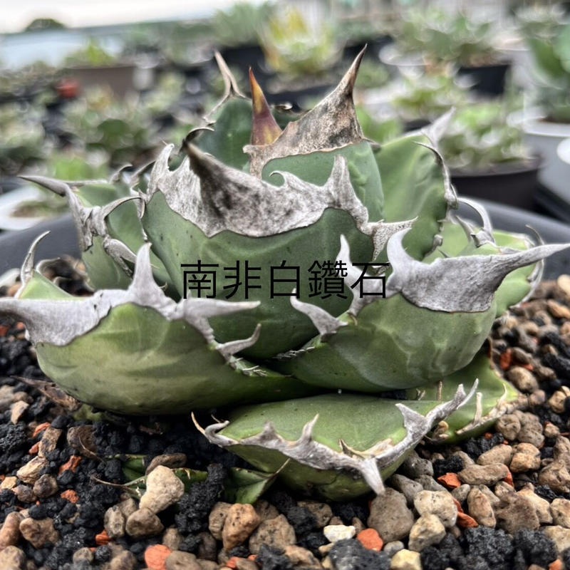 本物 南アフリカダイヤモンド（SAD）ドワーフタイプ子株① アガベ