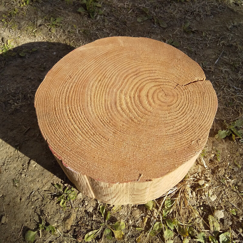 刳り抜き丸太 薪割り台 切り株 杉 約30x30cm 厚さ約12cm Wildoutdoor