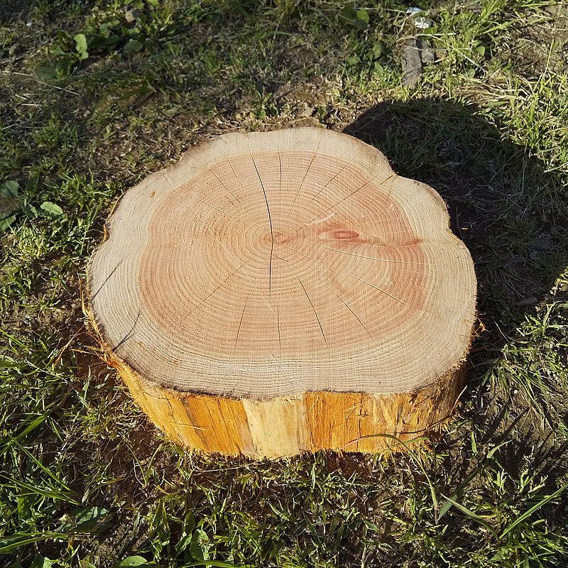 薪割り台 切り株 ひのき 丸太 約30x30cm 厚さ約10cm Wildoutdoor