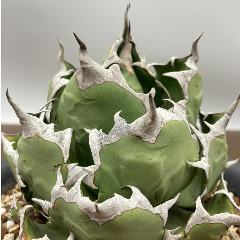 姫厳竜】発根子株つき！台湾輸入株 Agave titanota Himegenryuu KYOTO