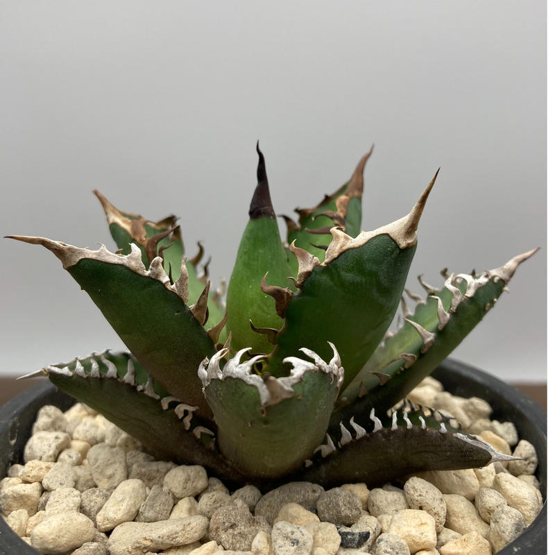 Agave titanota レッドキャットウィーズル 強棘 裏棘 | S&A PLANTS ...